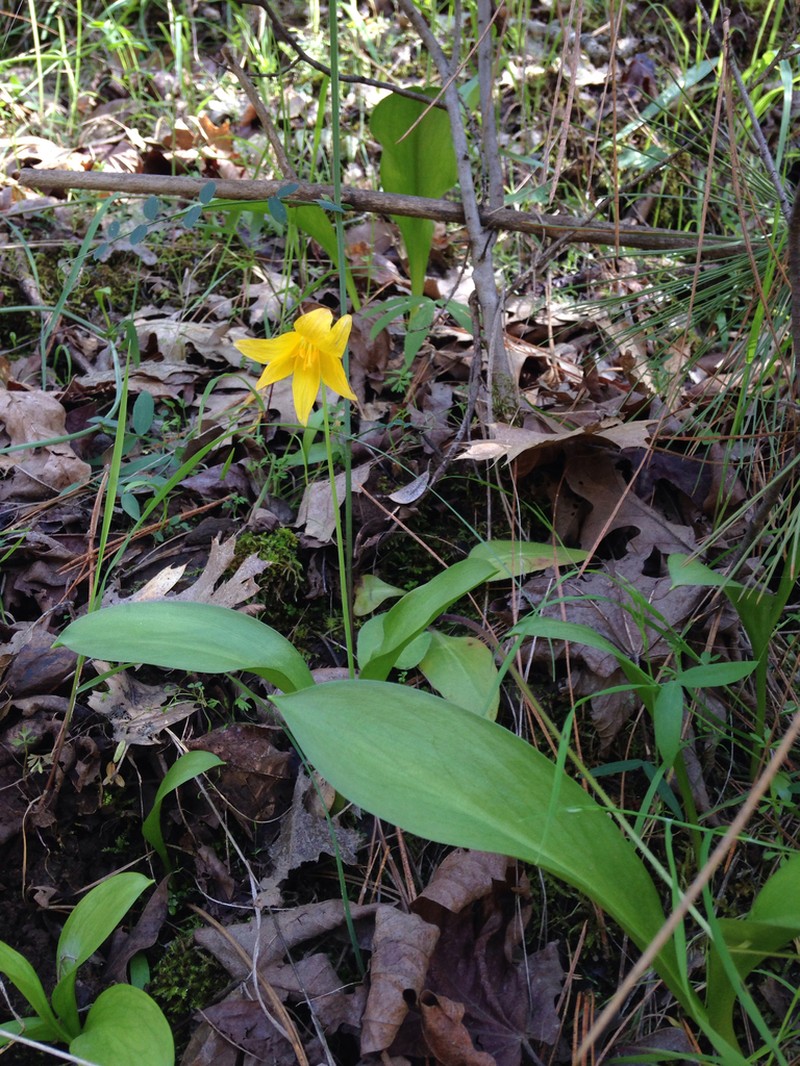 Tuolumne Fawnlily photo 7