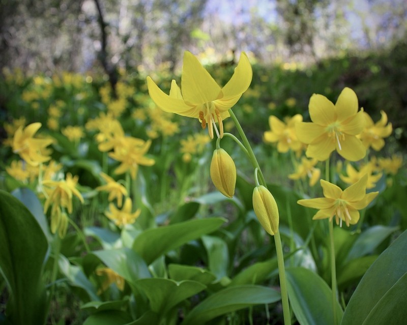 Tuolumne Fawnlily photo 8
