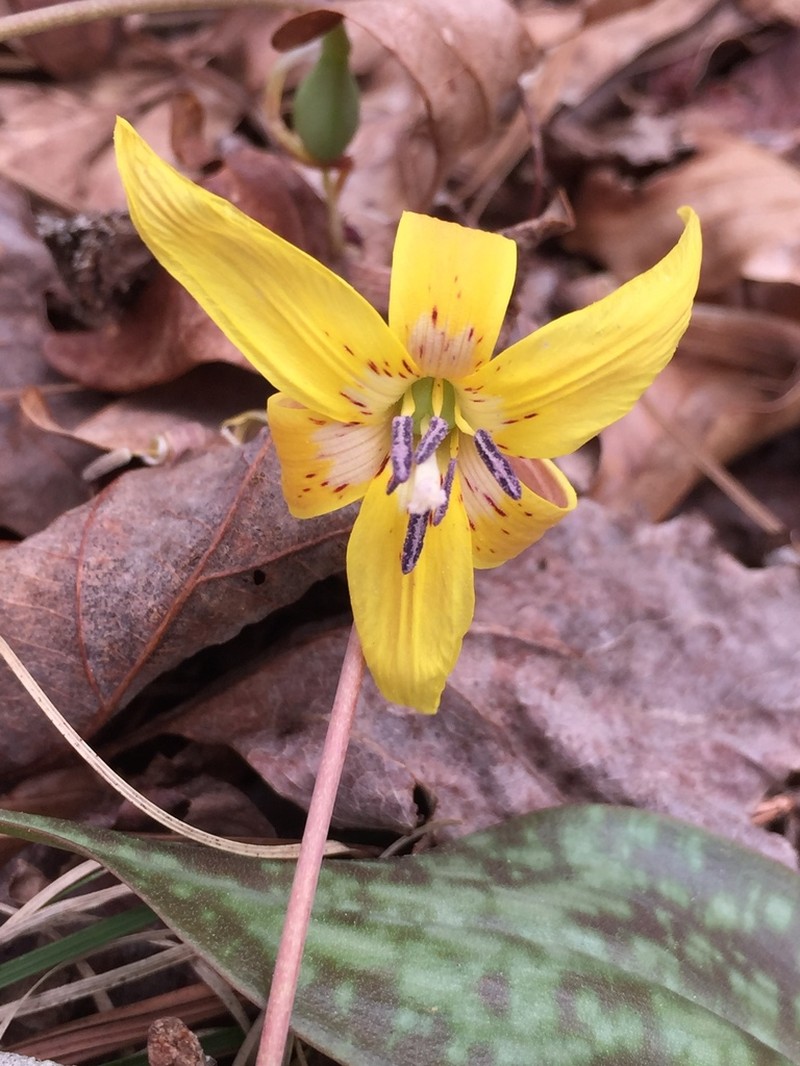 Dimpled Troutlily