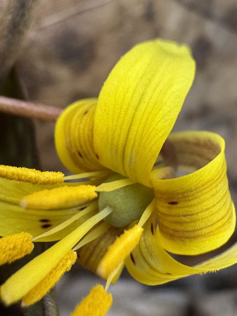 Dimpled Troutlily photo 2