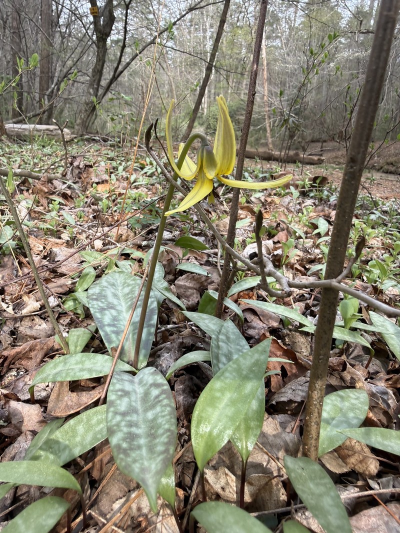 Erythronium umbilicatum subsp. monostolum