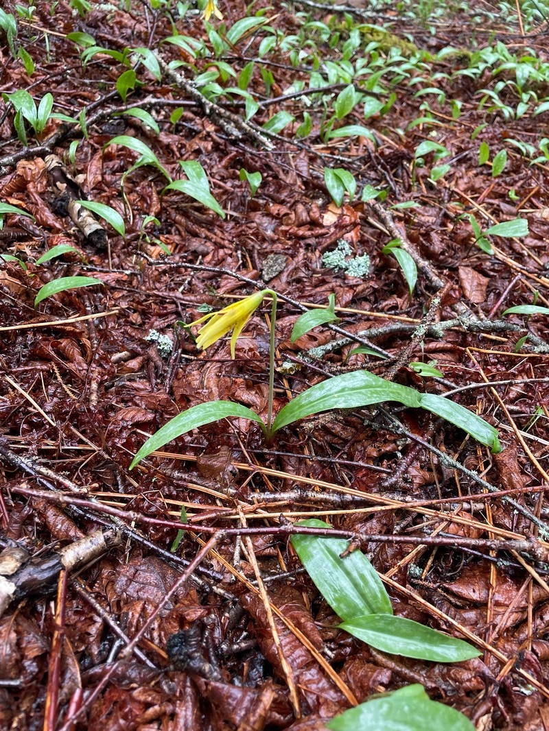 Erythronium umbilicatum subsp. monostolum photo 2