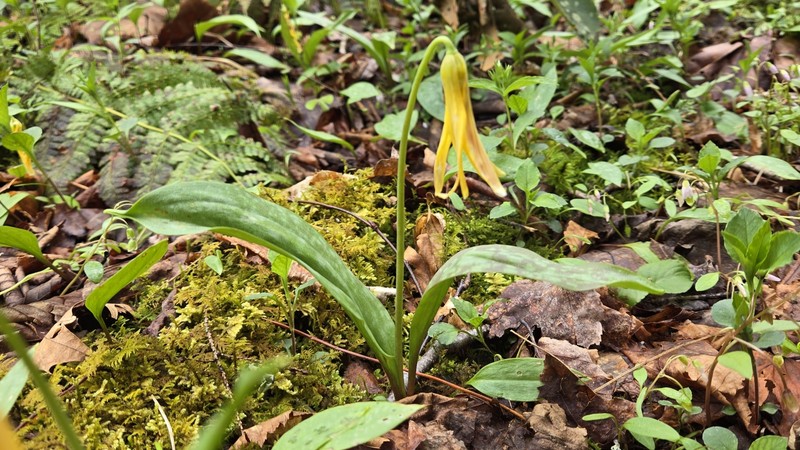 Erythronium umbilicatum subsp. monostolum photo 3