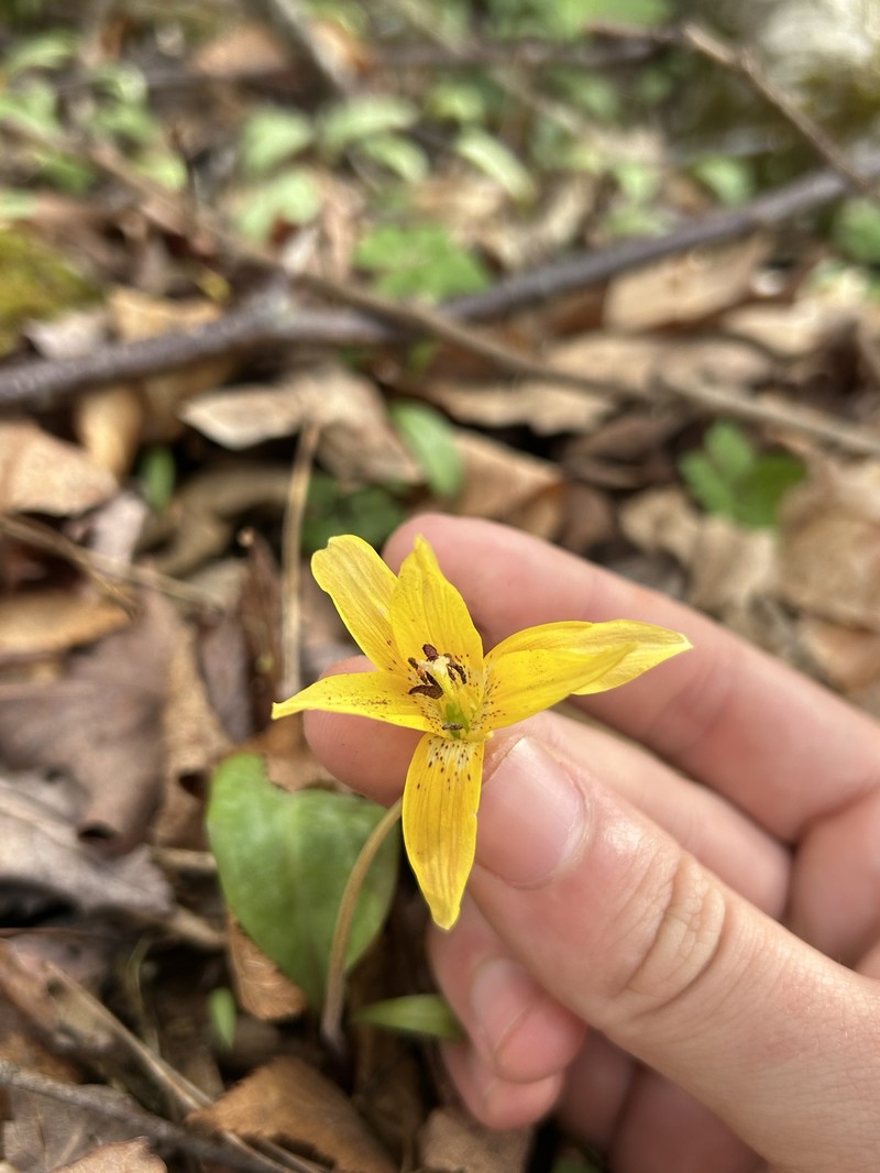 Erythronium umbilicatum subsp. monostolum photo 4