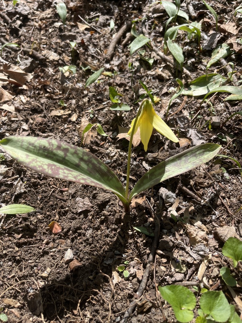 Erythronium umbilicatum subsp. monostolum photo 5