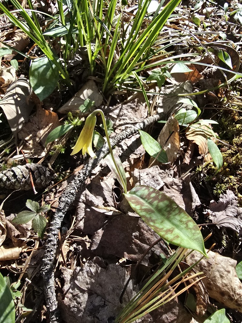 Erythronium umbilicatum subsp. monostolum photo 6
