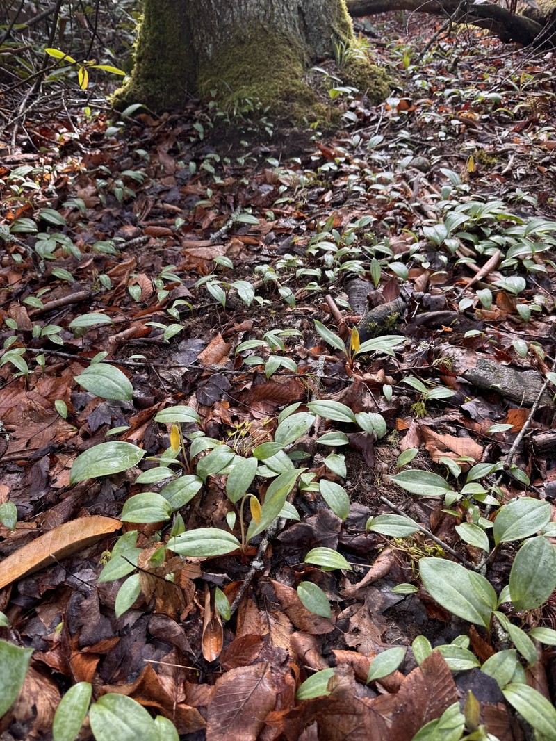 Erythronium umbilicatum subsp. monostolum photo 7