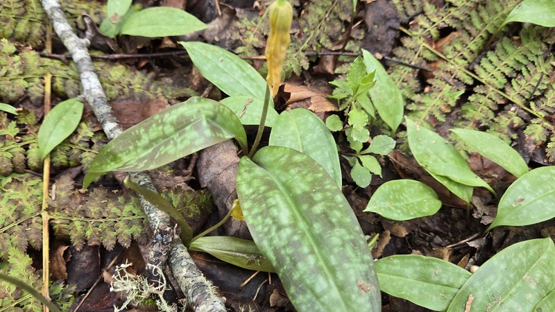 Erythronium umbilicatum subsp. monostolum photo 8