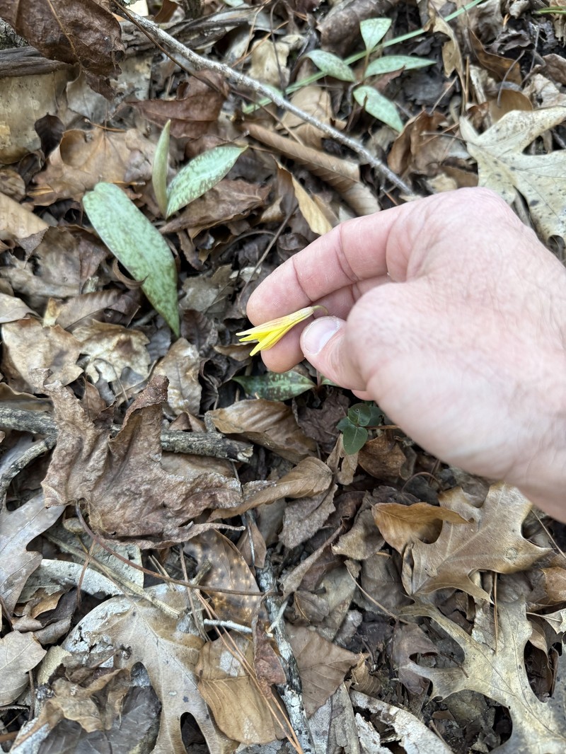 Erythronium umbilicatum subsp. umbilicatum