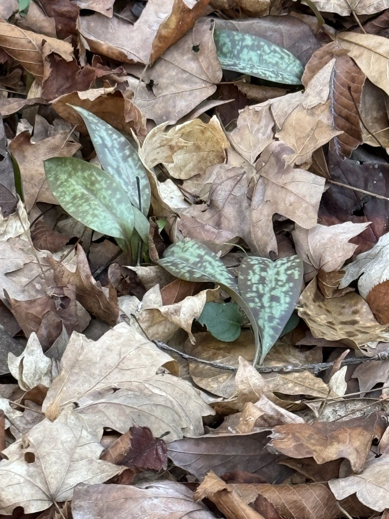 Erythronium umbilicatum subsp. umbilicatum photo 2
