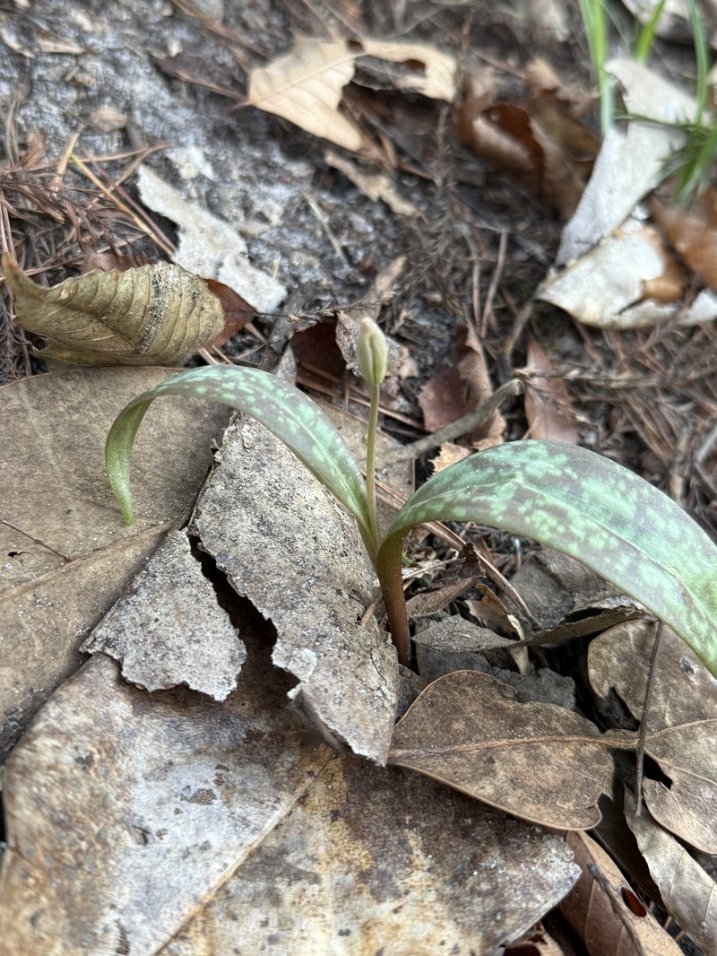 Erythronium umbilicatum subsp. umbilicatum photo 3