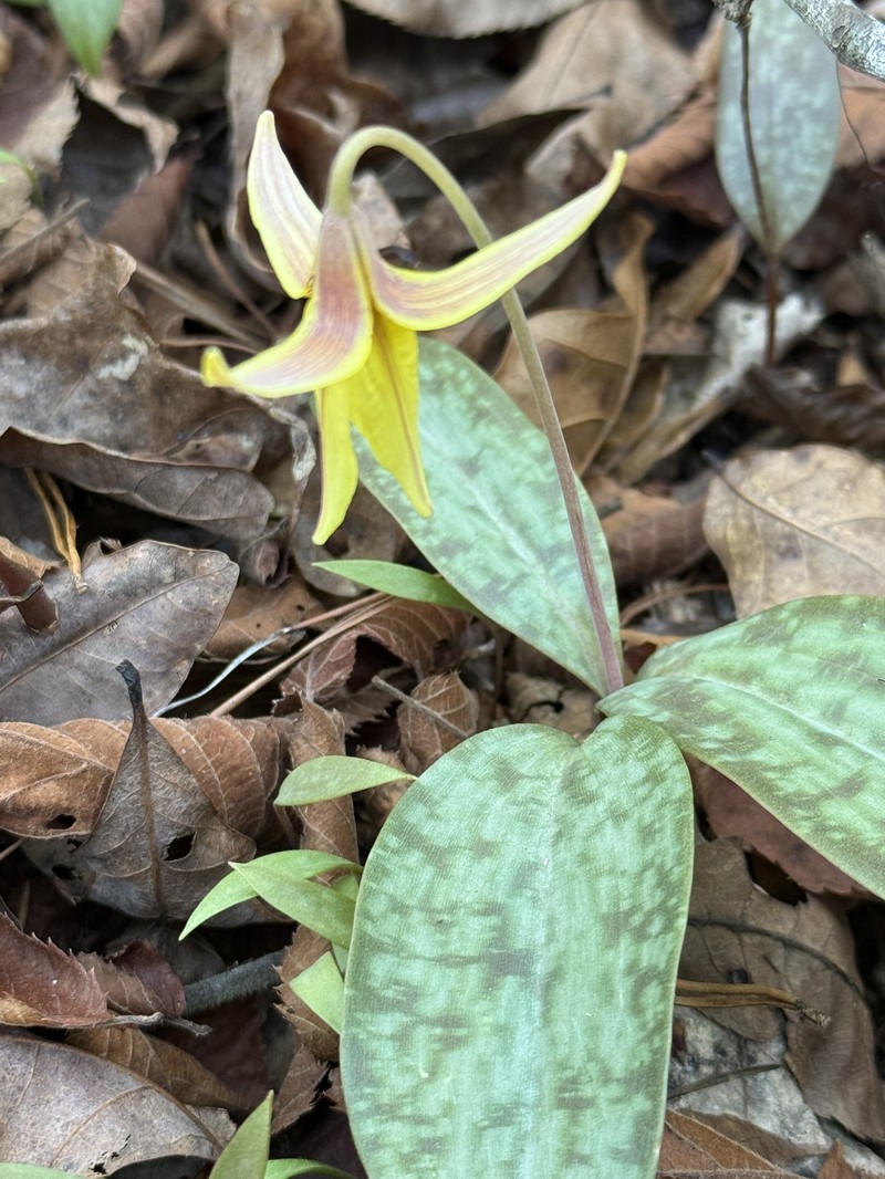 Erythronium umbilicatum subsp. umbilicatum photo 4