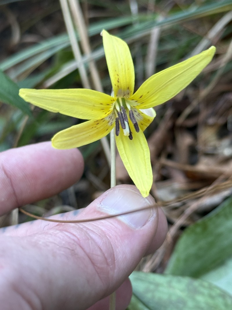 Erythronium umbilicatum subsp. umbilicatum photo 5