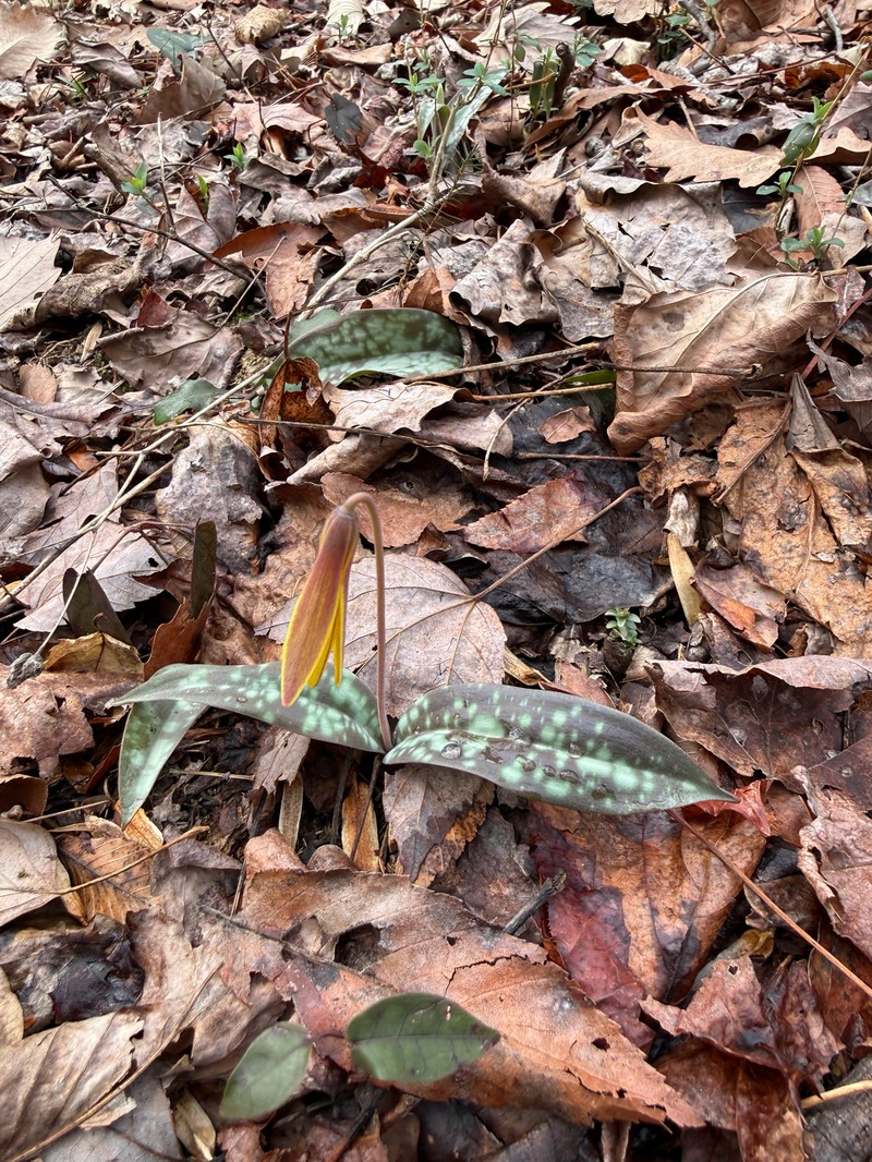 Erythronium umbilicatum subsp. umbilicatum photo 6