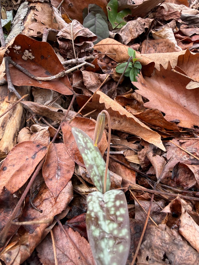 Erythronium umbilicatum subsp. umbilicatum photo 7