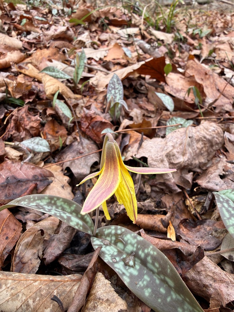 Erythronium umbilicatum subsp. umbilicatum photo 8