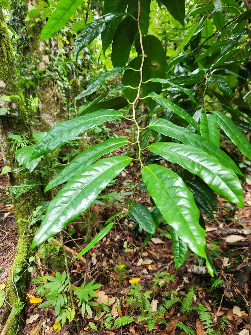 Erythrospermum acuminatissimum