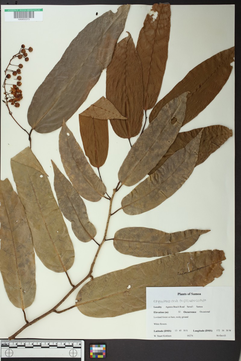 Erythrospermum acuminatissimum photo 3