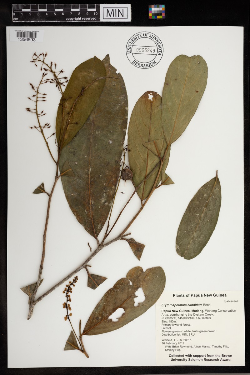 Erythrospermum candidum