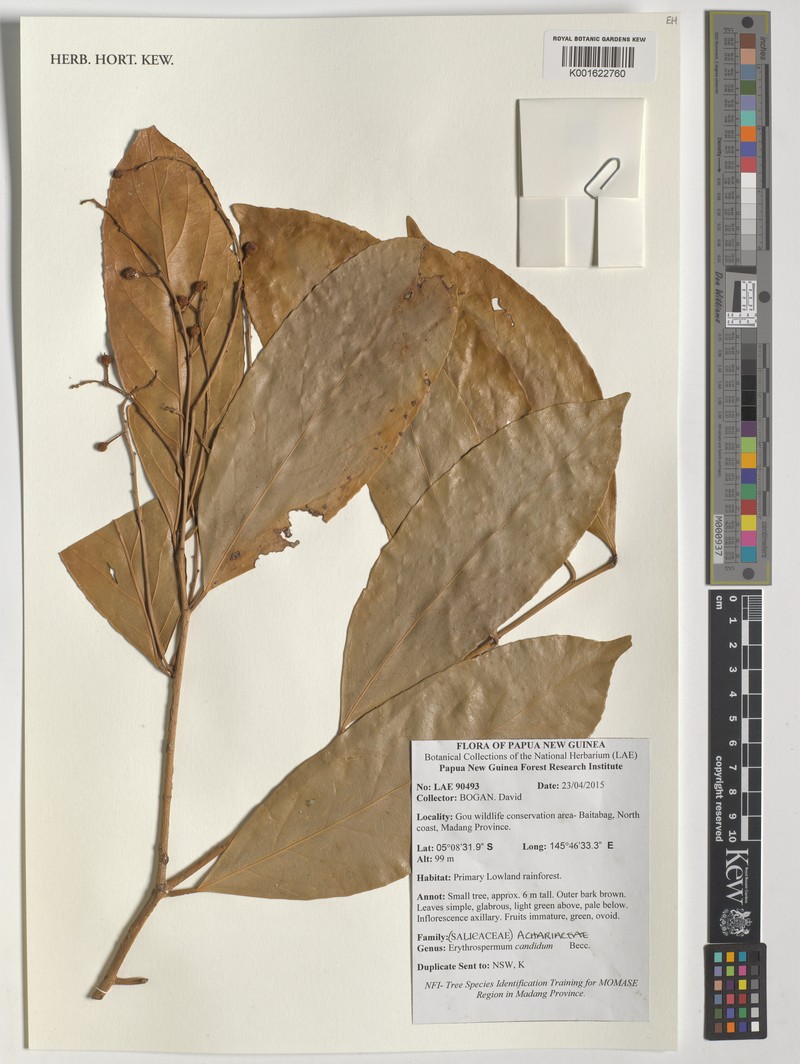 Erythrospermum candidum photo 2