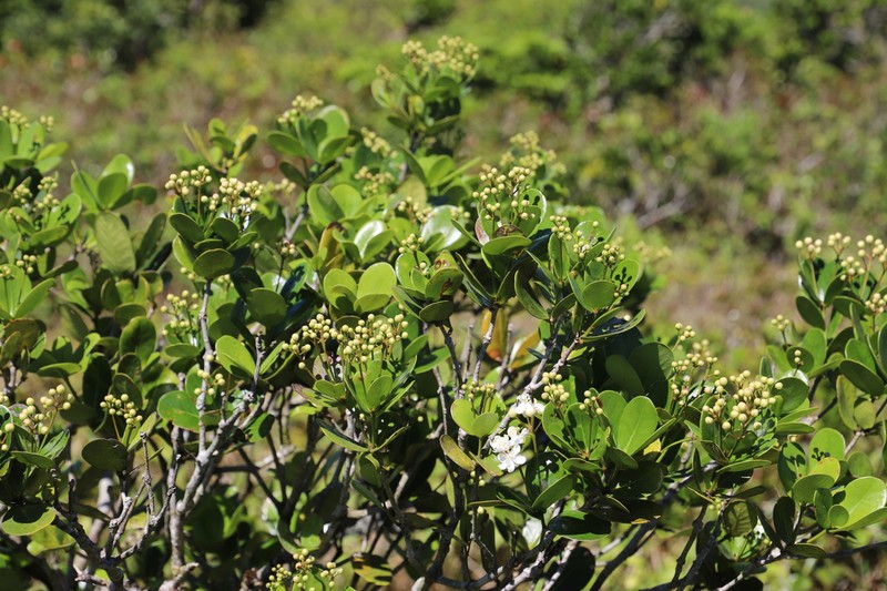 Erythrospermum monticola
