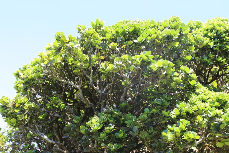 Erythrospermum monticola photo 2
