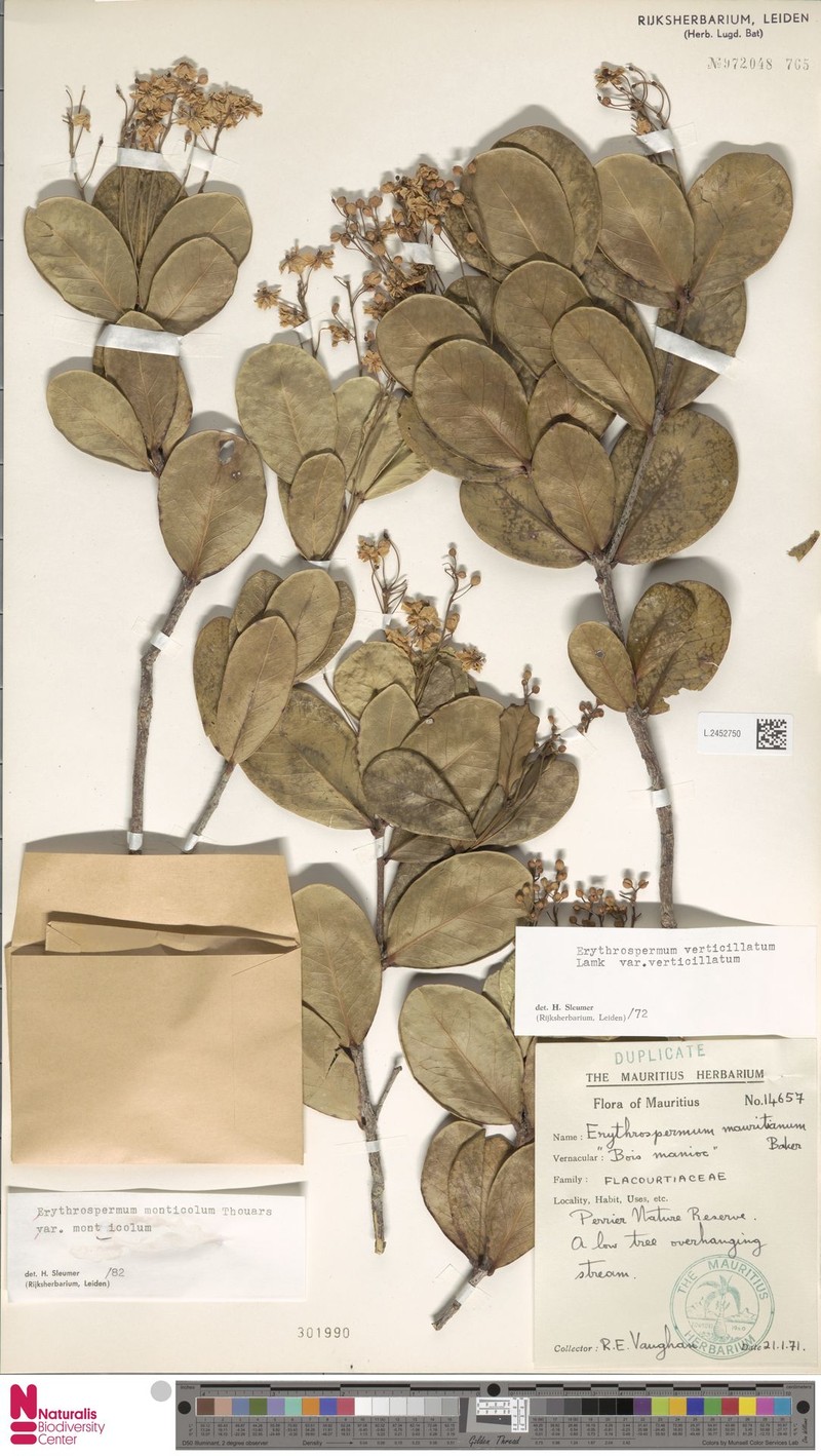 Erythrospermum monticola photo 6