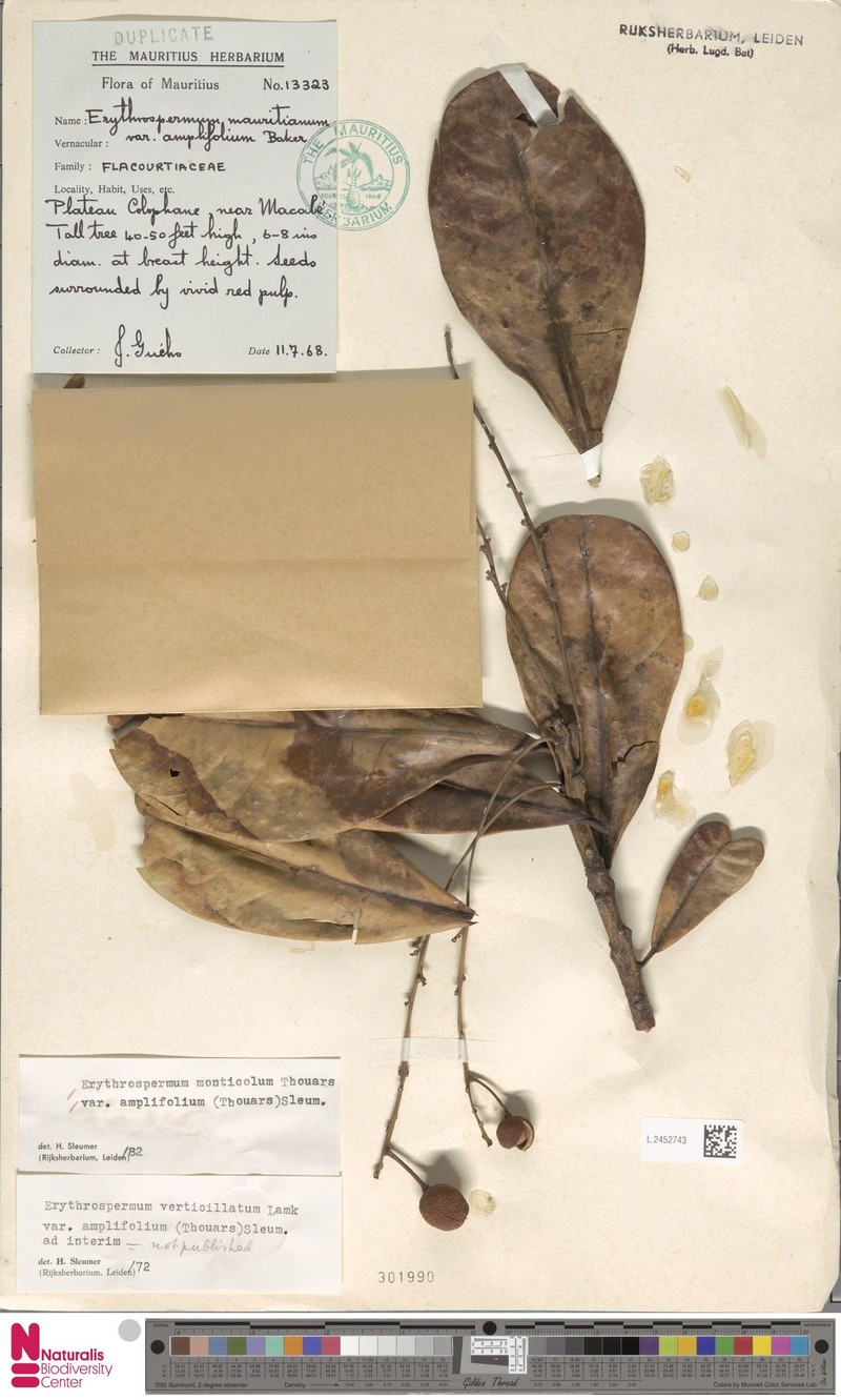 Erythrospermum monticola var. amplifolium