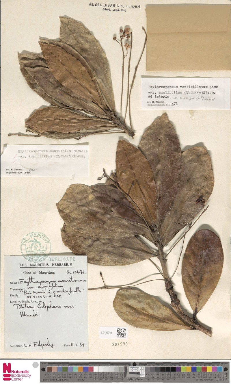 Erythrospermum monticola var. amplifolium photo 2