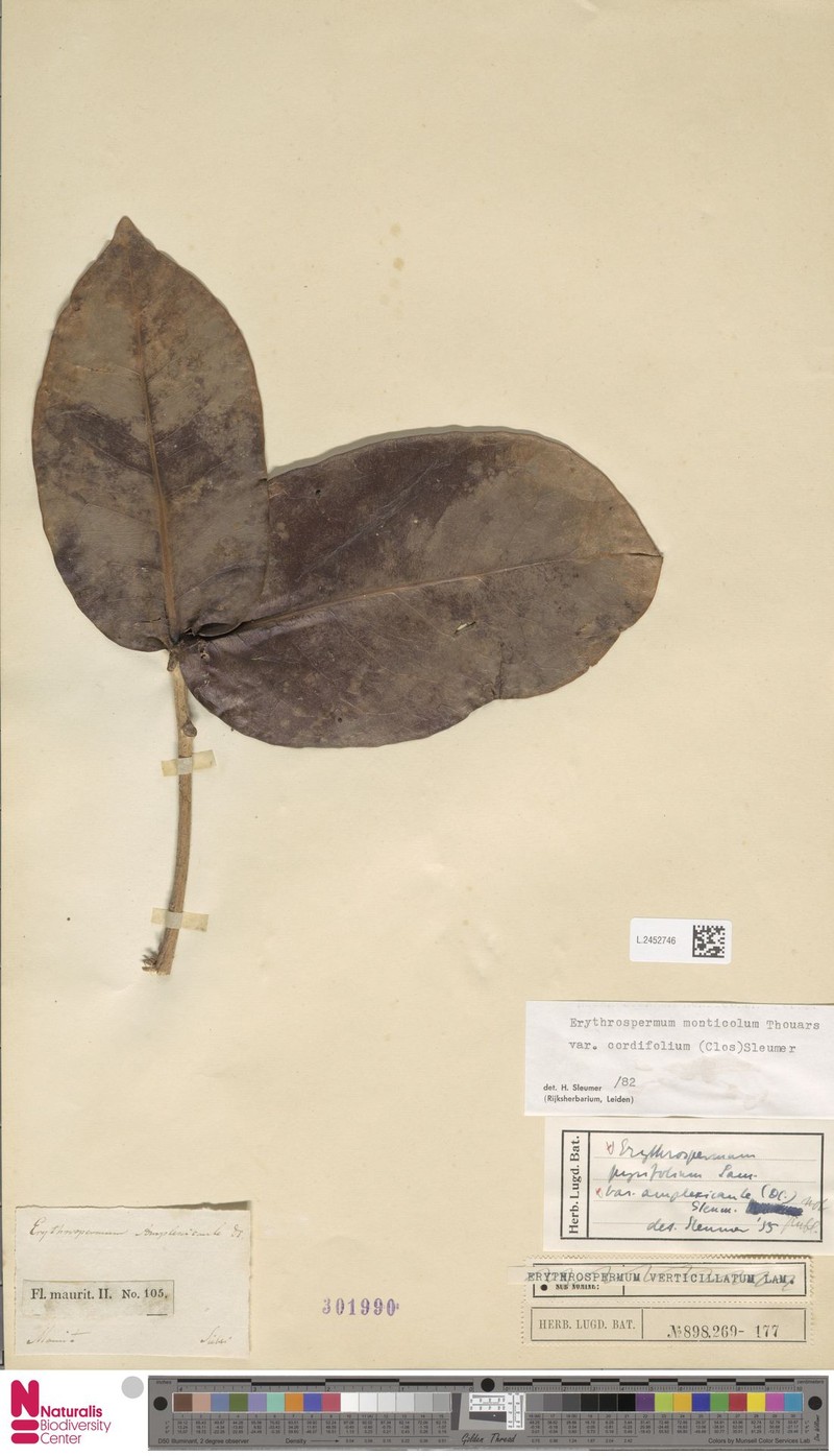 Erythrospermum monticola var. cordifolium photo 2