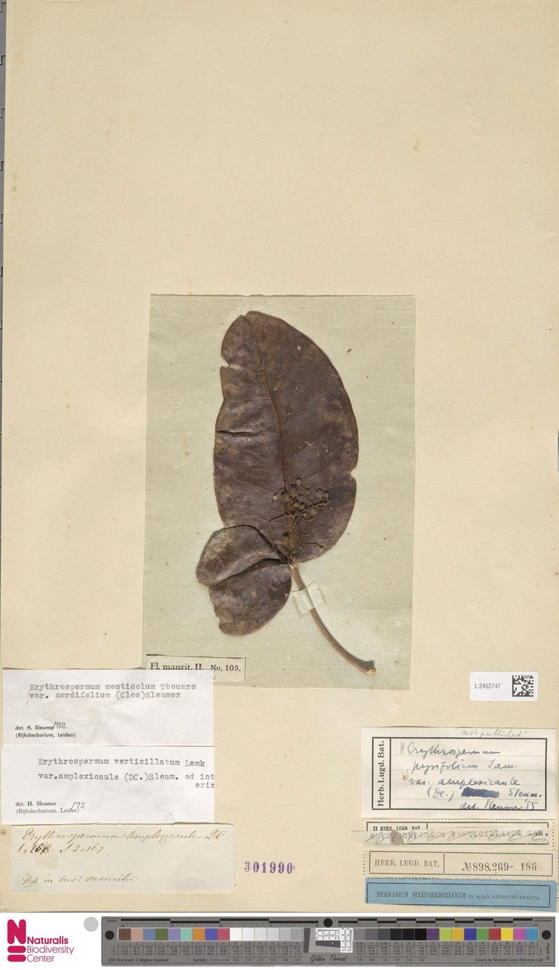 Erythrospermum monticola var. cordifolium photo 3