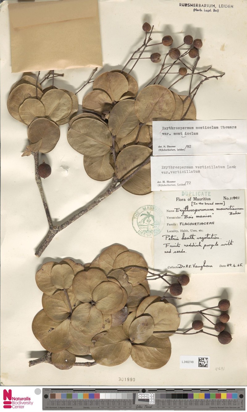 Erythrospermum monticola var. monticola photo 4