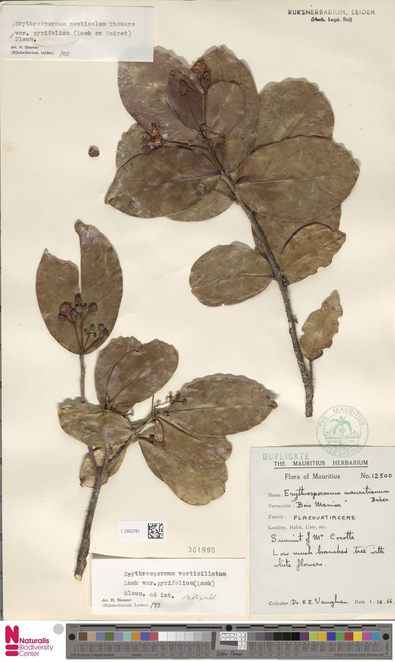 Erythrospermum monticola var. pyrifolium