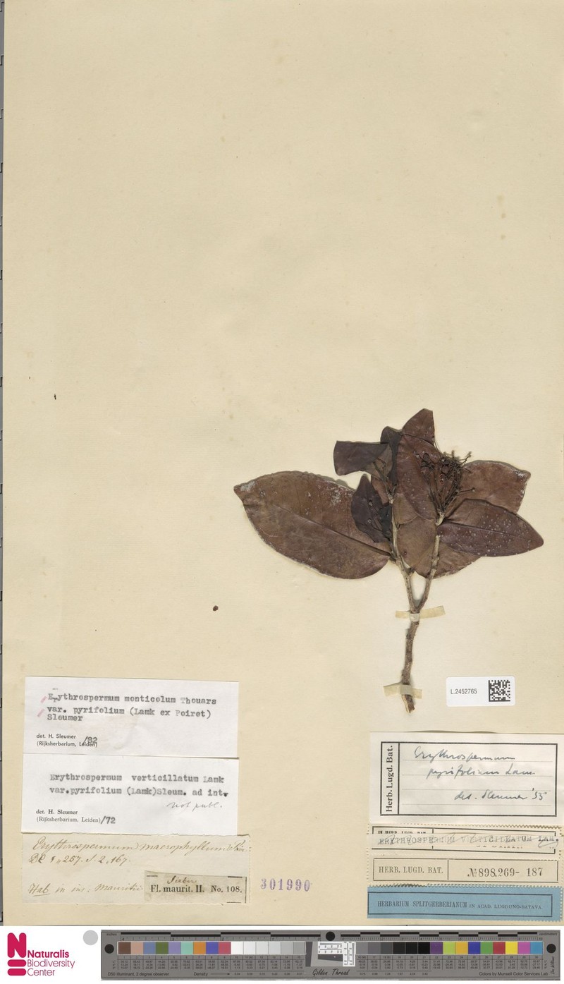 Erythrospermum monticola var. pyrifolium photo 2