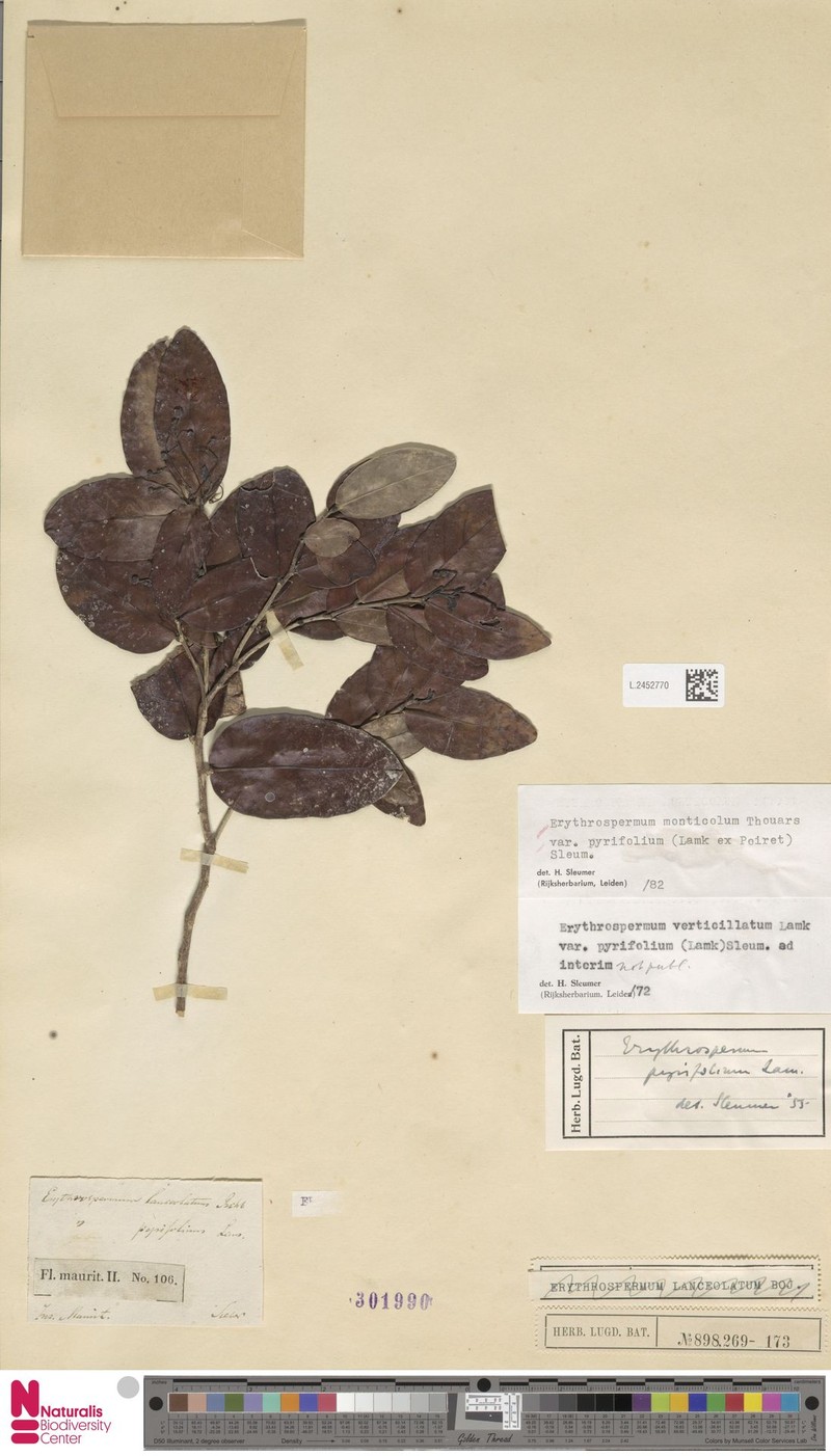 Erythrospermum monticola var. pyrifolium photo 4