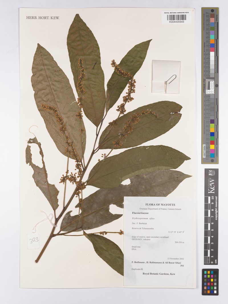 Erythrospermum sifarii photo 3