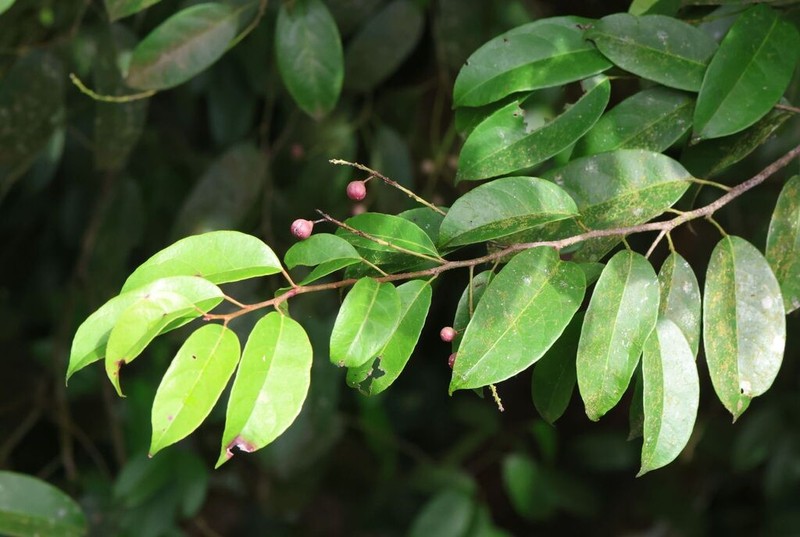 Erythrospermum zeylanicum photo 2