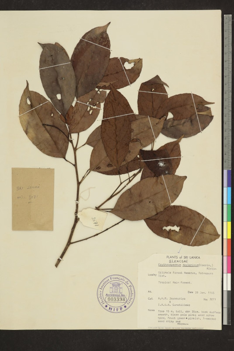 Erythrospermum zeylanicum photo 3
