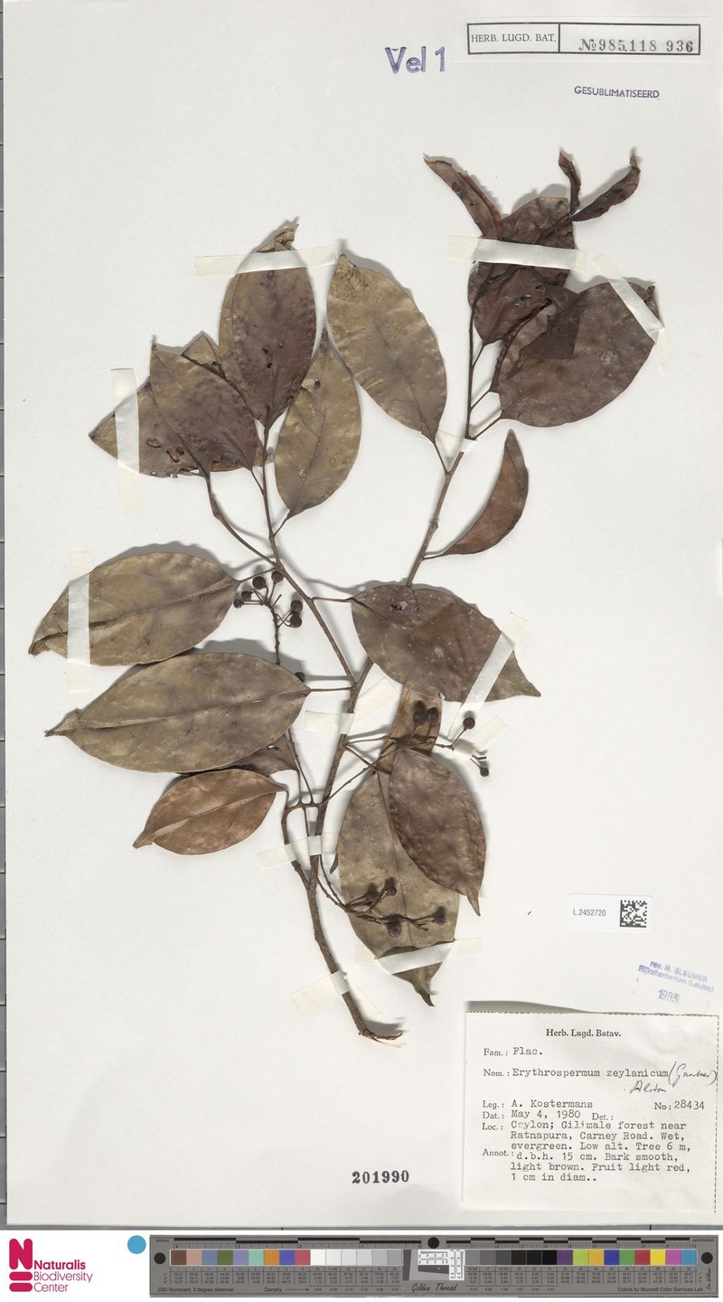 Erythrospermum zeylanicum photo 4