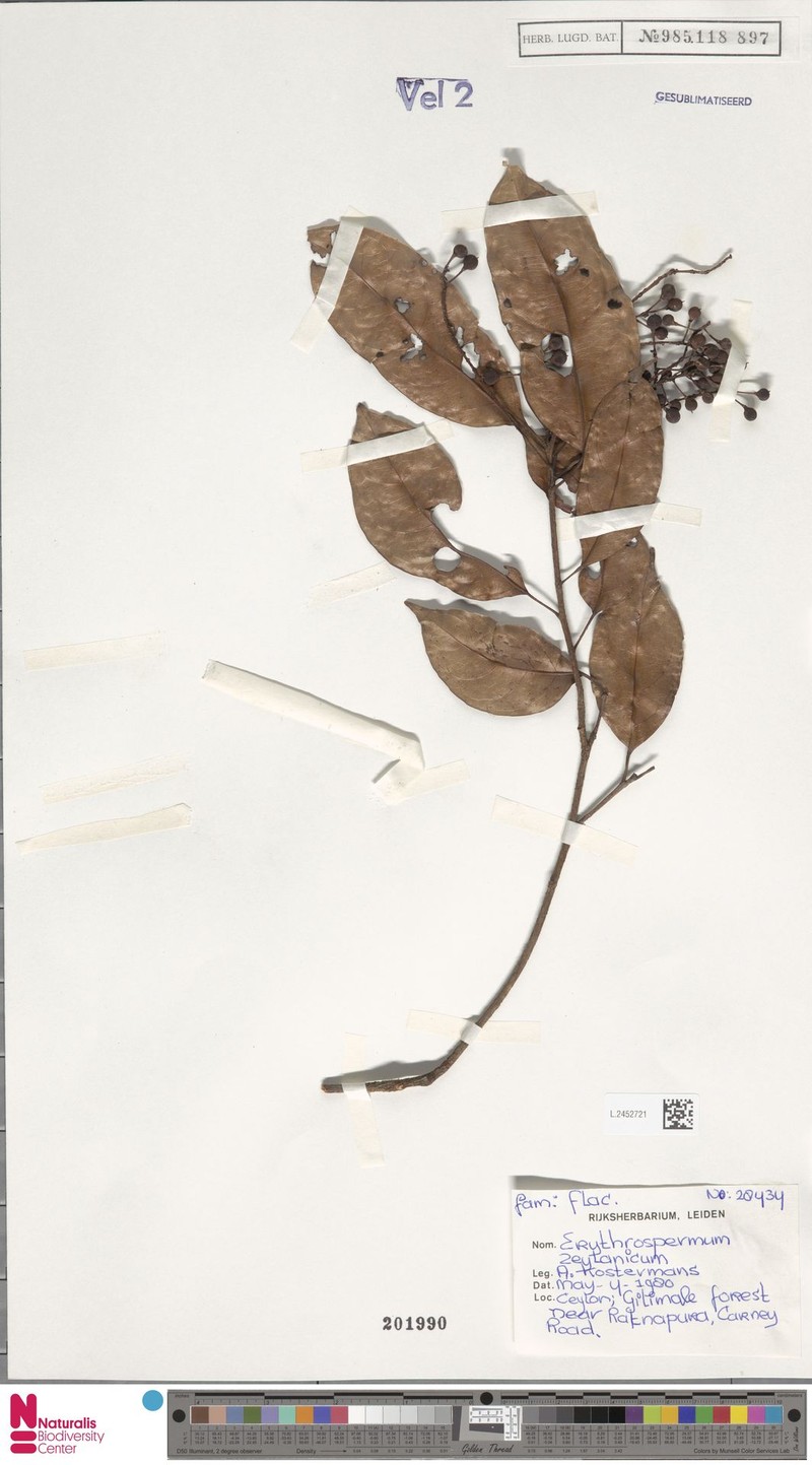 Erythrospermum zeylanicum photo 5