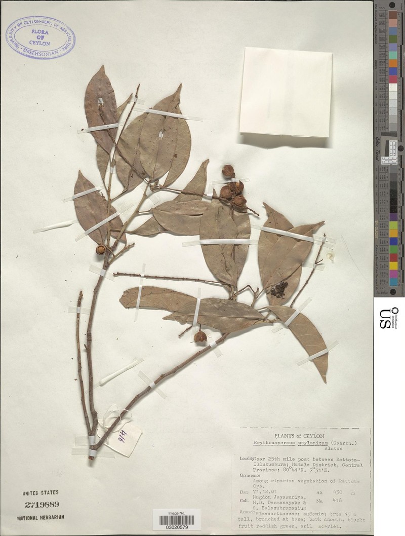 Erythrospermum zeylanicum photo 6