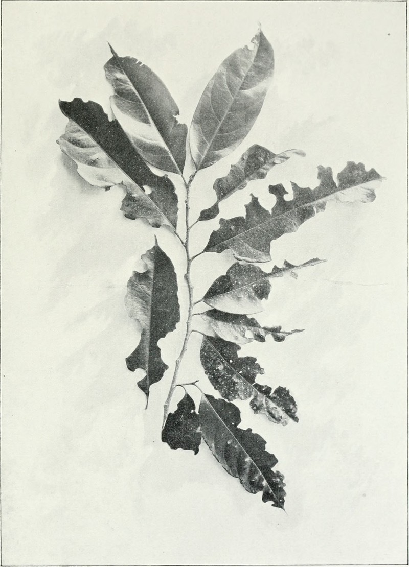 Erythrospermum zeylanicum
