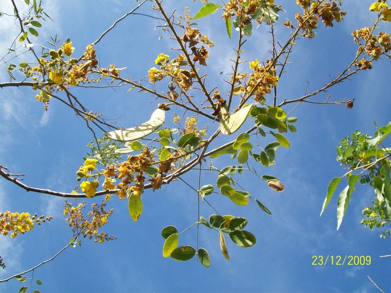 Erythrostemon acapulcensis