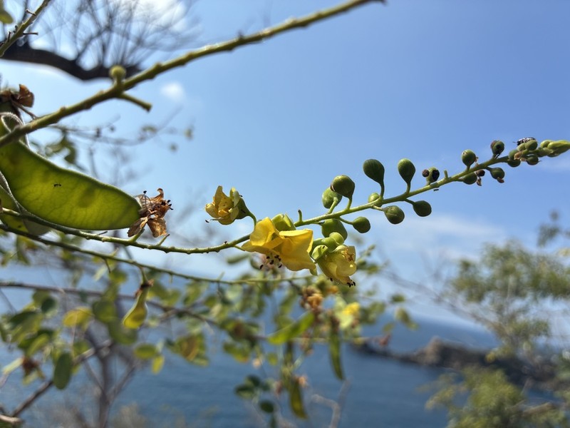 Erythrostemon acapulcensis photo 2