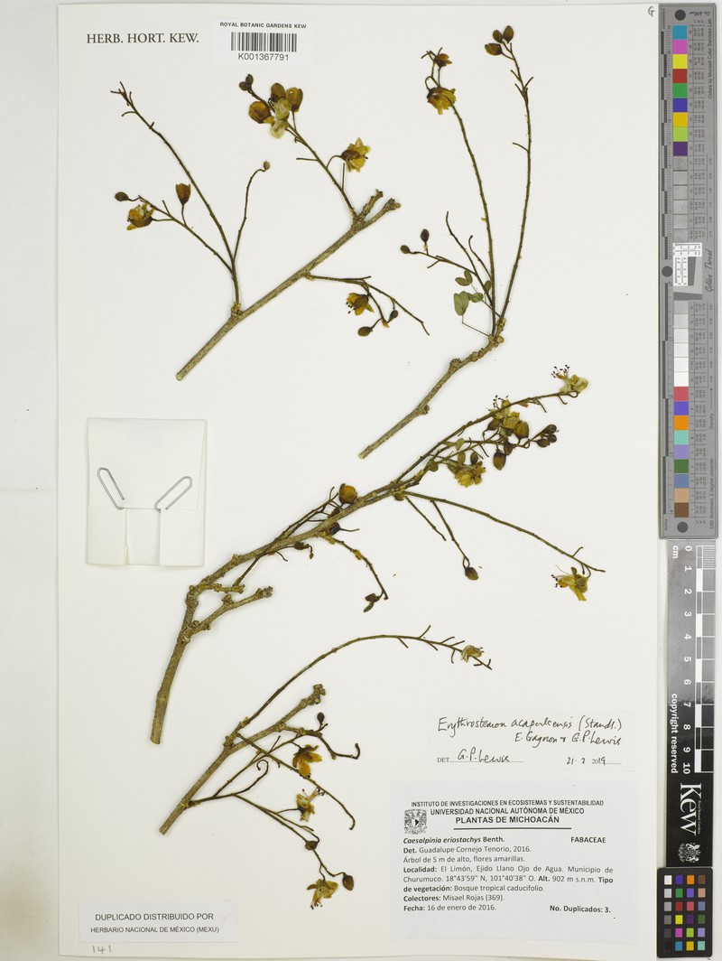 Erythrostemon acapulcensis photo 4