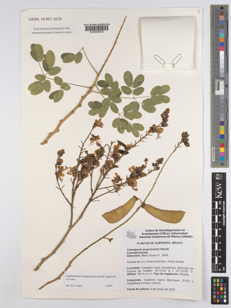 Erythrostemon acapulcensis photo 5