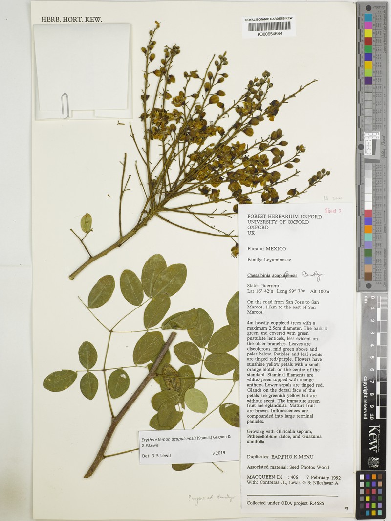 Erythrostemon acapulcensis photo 6