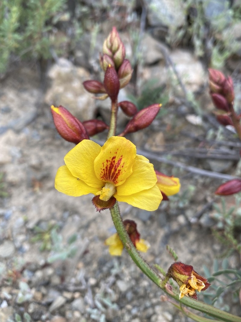 Erythrostemon angulatus