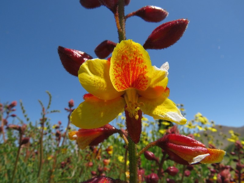 Erythrostemon angulatus photo 2