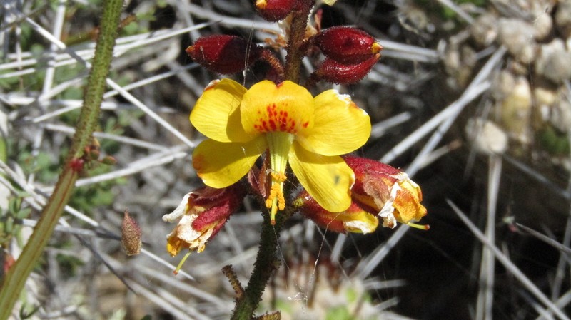 Erythrostemon angulatus photo 3